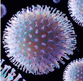 Immune Deficiency